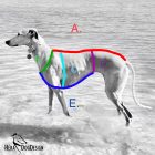 Átmeneti softshell pulcsi mintás nyakkal 