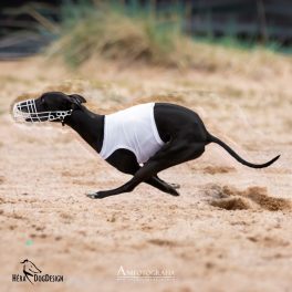 FCI Coursing mezek